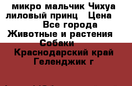 микро мальчик Чихуа лиловый принц › Цена ­ 90 - Все города Животные и растения » Собаки   . Краснодарский край,Геленджик г.